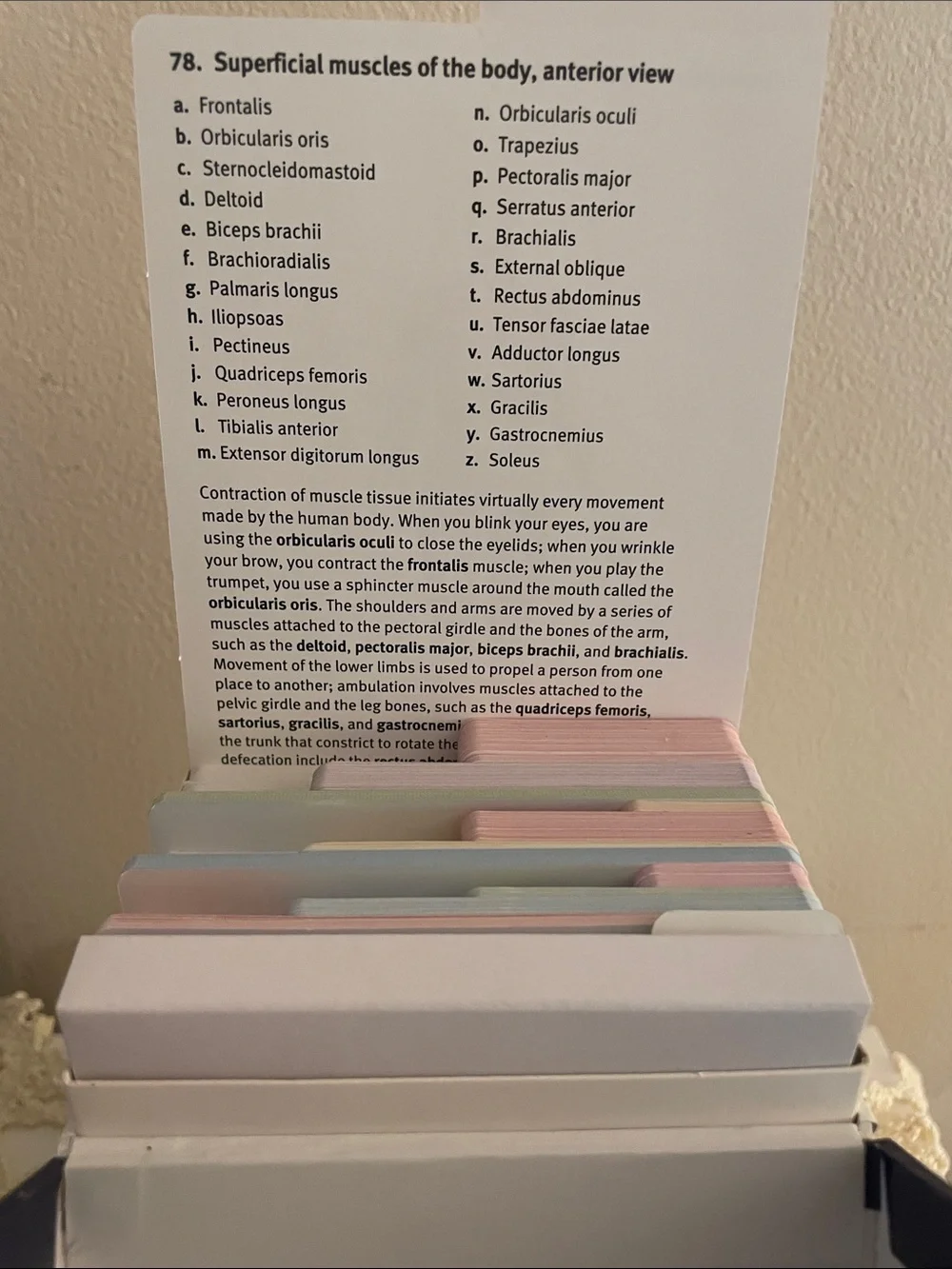 Kaplan Anatomy Flashcards - navy, white, yellow, red, tan